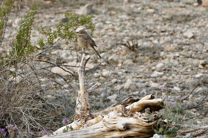 Emily and her mom using binoculars while looking into the distance, and a Sage Thrasher in the desert
