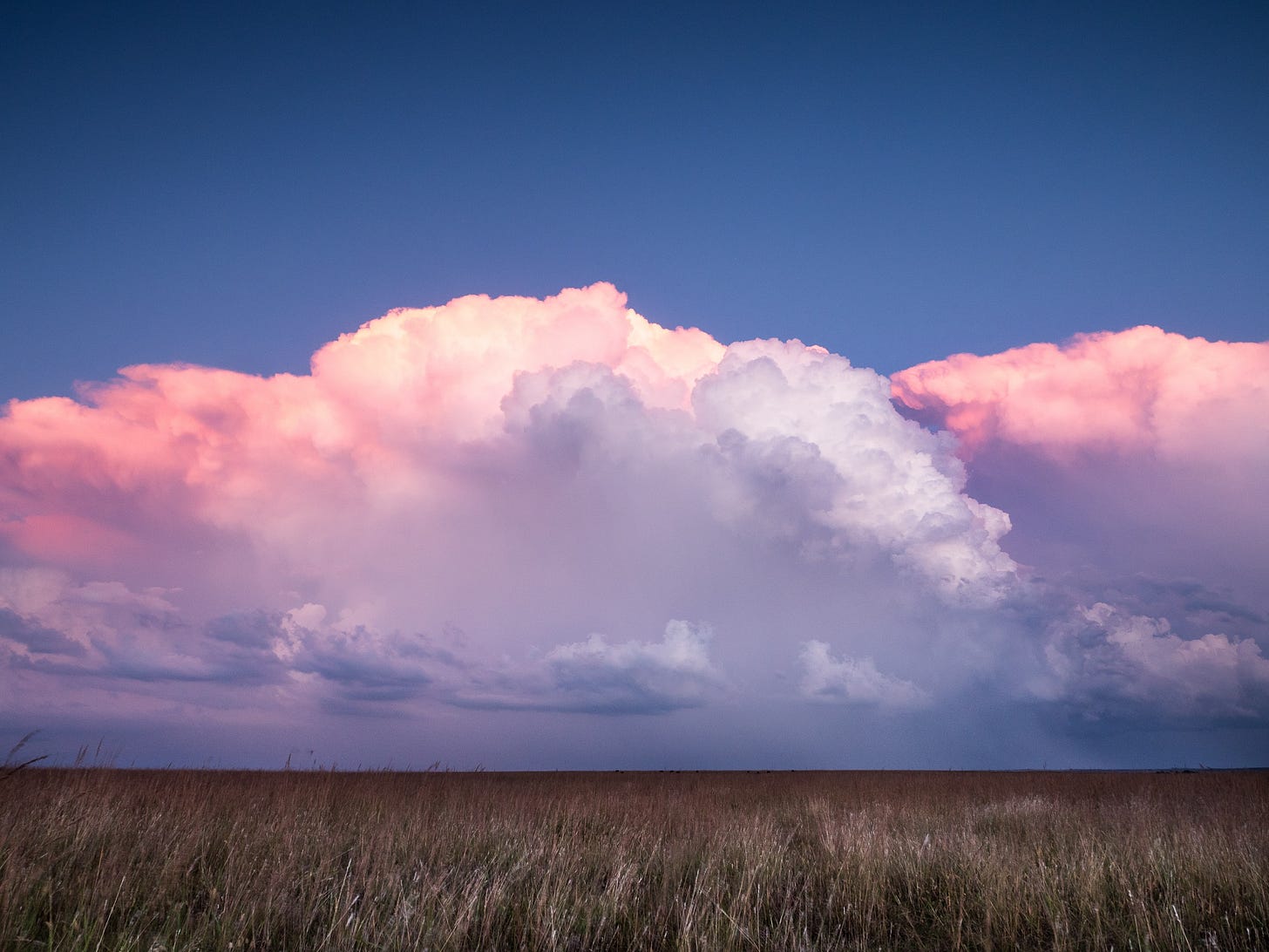 Oklahoma wheat field at dusk, with blue skies and pinkish clouds Oklahoma wheat field at dusk, with blue skies and pinkish clouds