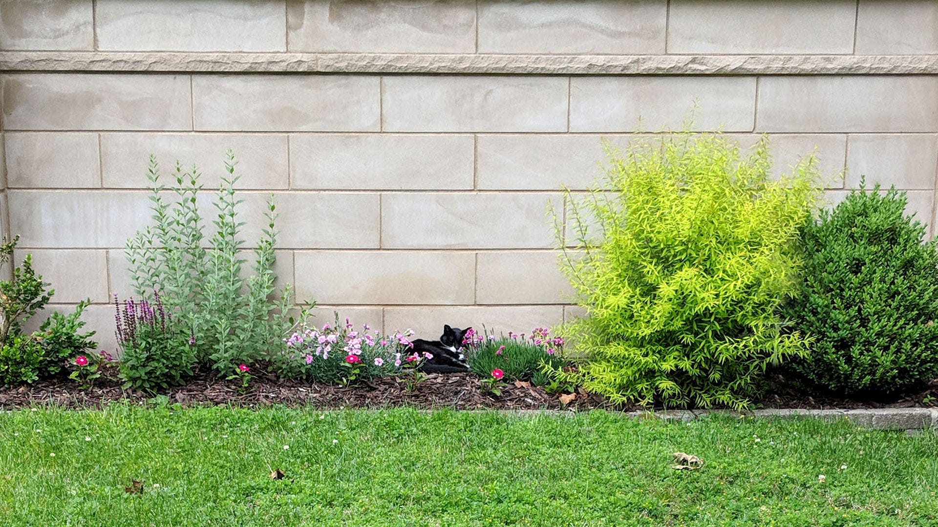 A black and whitecat/plant nestles in a yard amongst other local flora A black and whitecat/plant nestles in a yard amongst other local flora