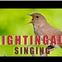 The nightingale sings's avatar