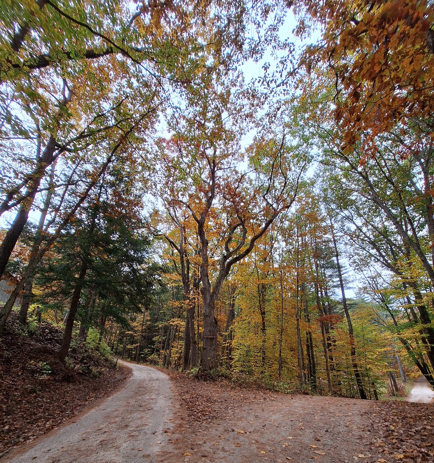 a woodland scene of a road diverging
