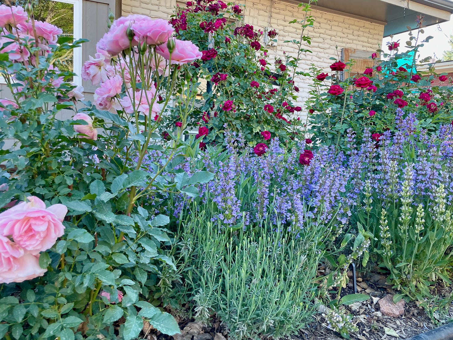Choosing the Best Lavender and Rose Varieties for Your Garden: Expert ...