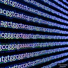 Nipah PCR Forward Primer Matches Human Genome—A Built-In Pathway to False Positives as Media Hypes 'Deadly Outbreak'
