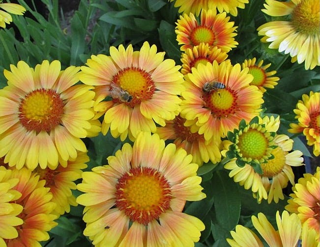 blanketflower Arizona Apricot