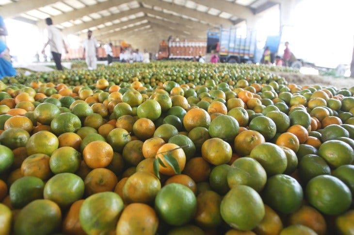 Fruits, oranges, Nagpur, Maharashtra, India Fruits, oranges, Nagpur, Maharashtra, India