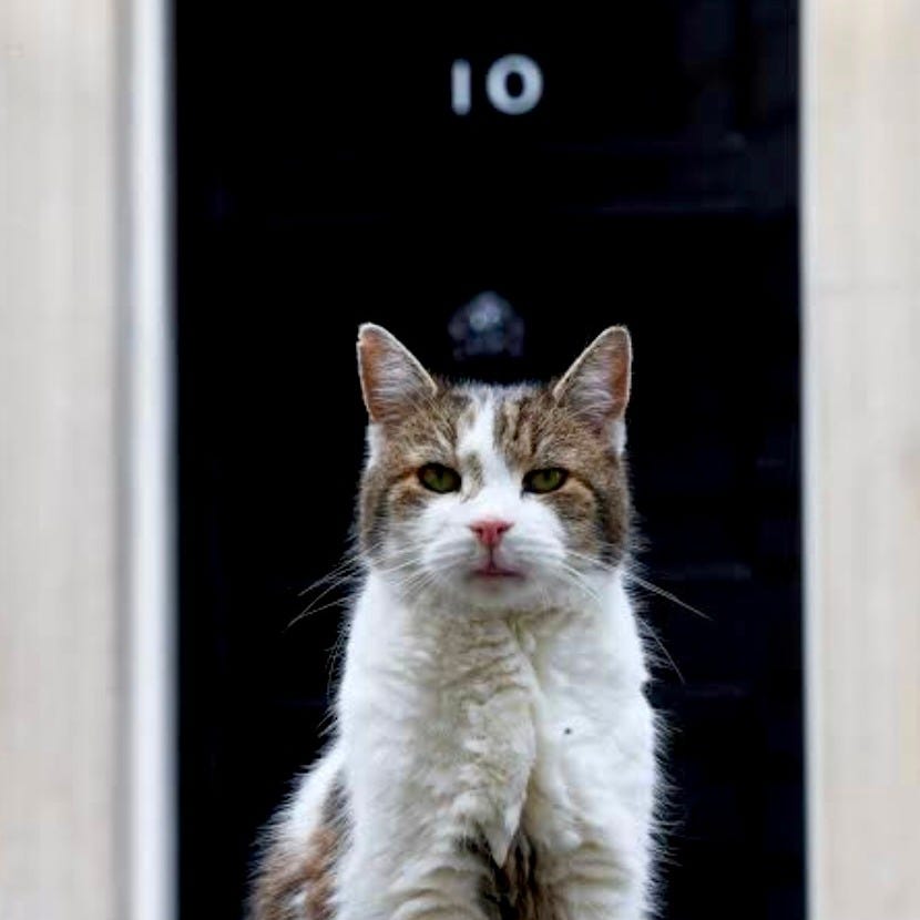 LarryTheCat