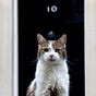 LarryTheCat's avatar