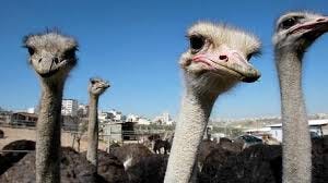 Palestinian farms break new ground with ostrich and mushrooms