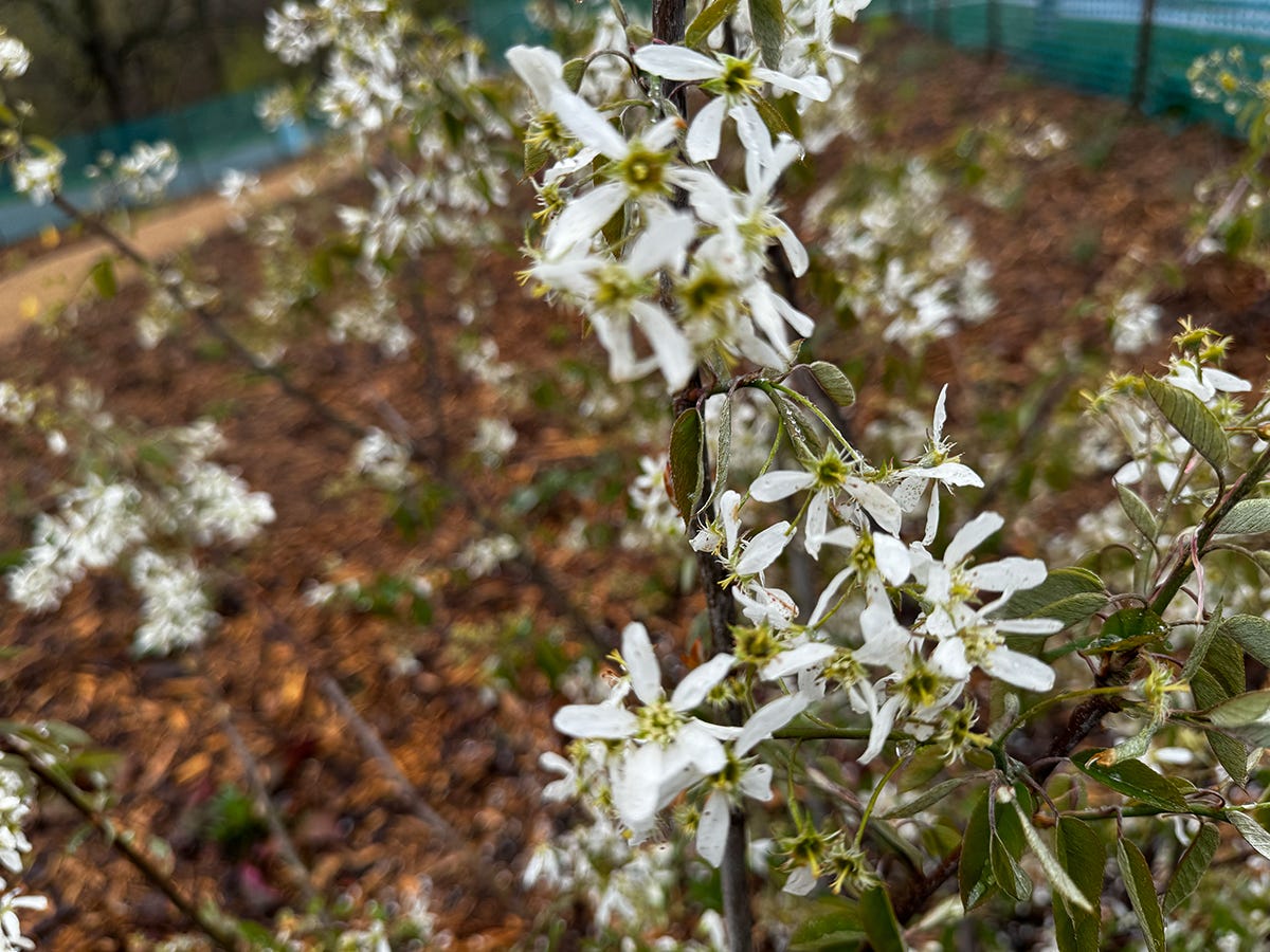 serviceberry blossom