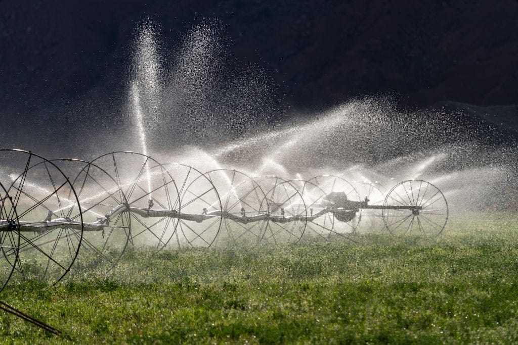 GettyImages-1485098304 alfalfa