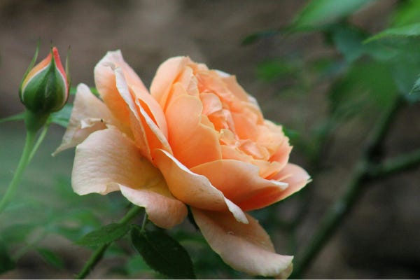 Thumbnails and post pictures(33)