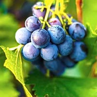 Buy me a glass of wine for just $5 to chip in on our expenses. Buy me a glass of wine for just $5 to chip in on our expenses.