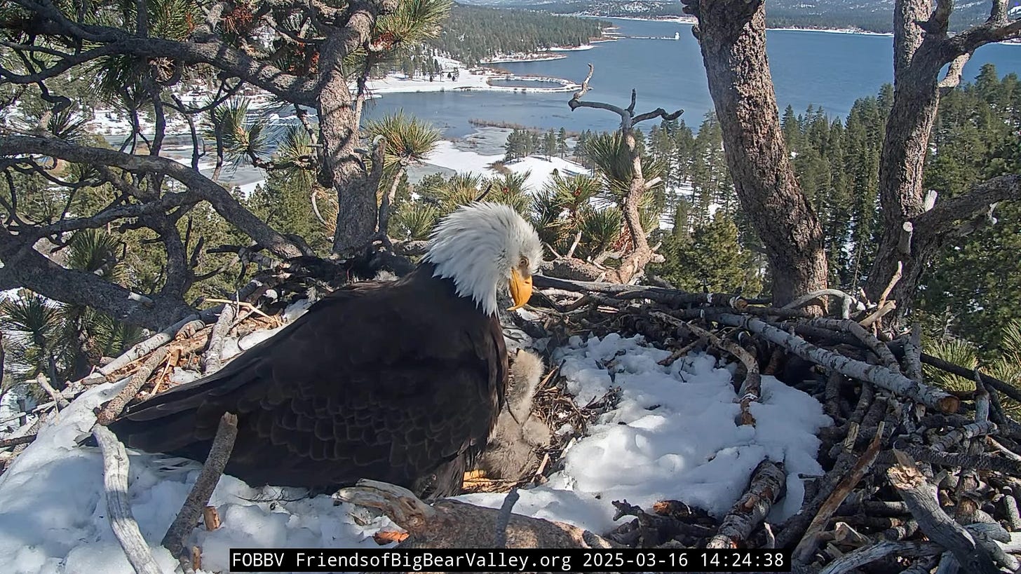 Shadow brooding two chicks who are poking out and looking around