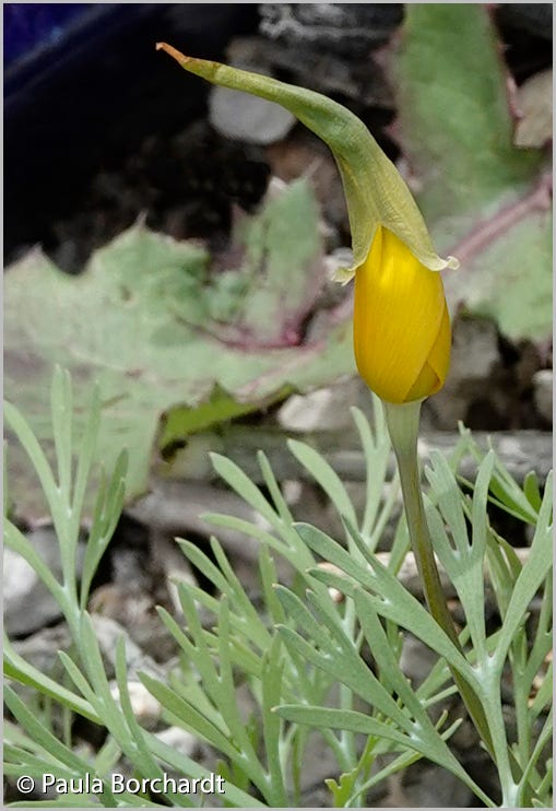 Mexican Poppy bud sporting a gnome hat a.k.a. calyptra