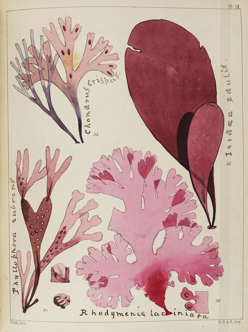 David Landsborough and Walter Hood Fitch, A Popular History of British Sea-weeds, Reeve, Benham and Reeve, London, 1849 [Hirsch Library, Museum of Fine Arts, Houston, TX]