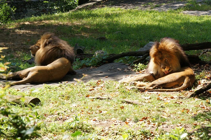 Photos of lions from the Bronx Zoo. They are relaxing looking sleepy. One is grooming himself