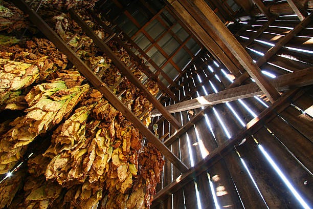 Tobacco Barn Looking Up 01 Stock Photo - Download Image Now - Tobacco Crop,  Tobacco Product, Farm - iStock