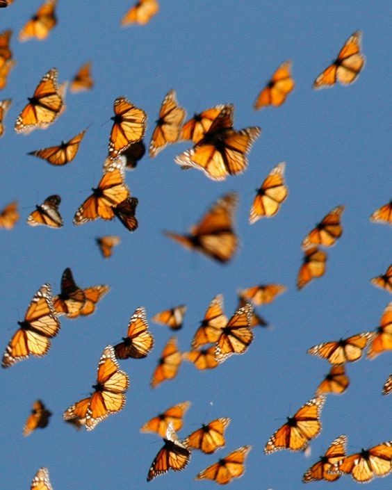 A Pinterest pin added by cynthia01 on Oct 12, 2023. The author is Cesia RZ. May present: sky, organism, wing, vertebrate, orange.