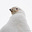 BLAP's avatar
