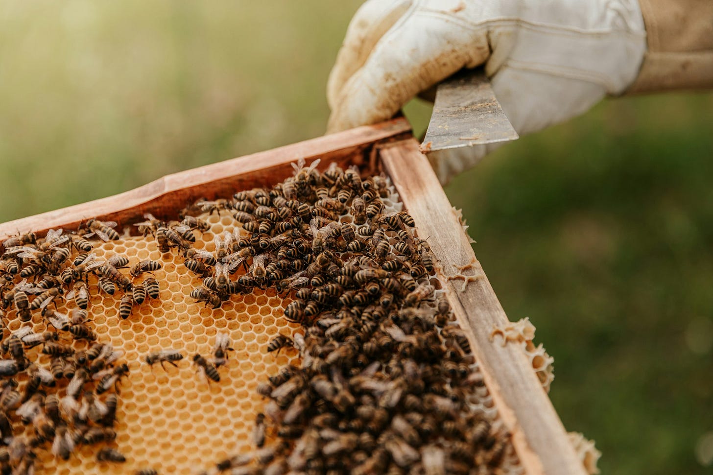 The Bee Apocalypse: How Regenerative Agriculture Can Save Our Pollinators and Food Security