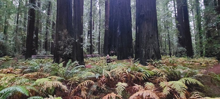 Various images from our Humboldt trip