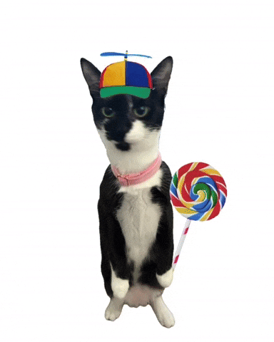 Animated cat celebration reaction Animated cat celebration reaction