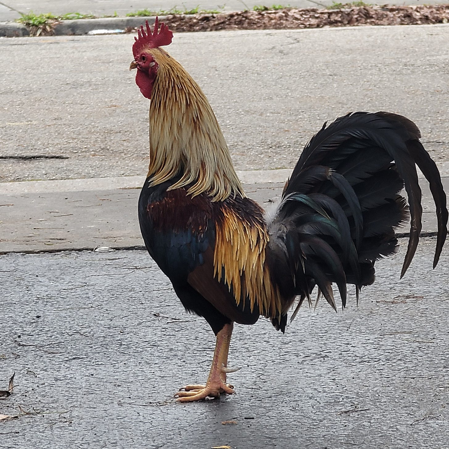 Miami Rooster