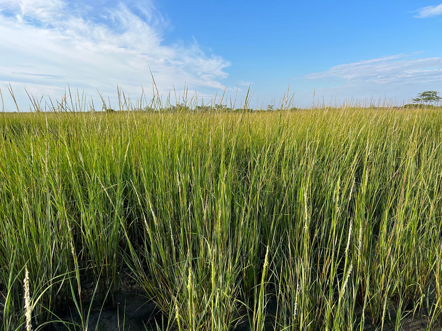a field of light yellow-green grass on a clear day