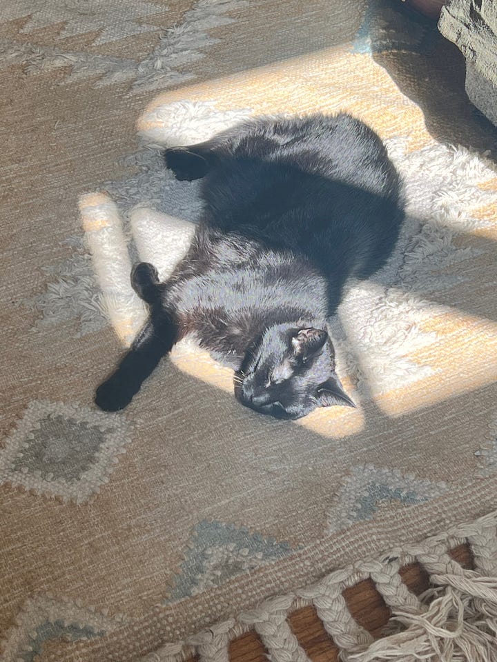 A montage of Silly photos, featuring her sleeping in her favorite bed, on a knitted blanket, in a sun beam on the carpet, and in her felt den.