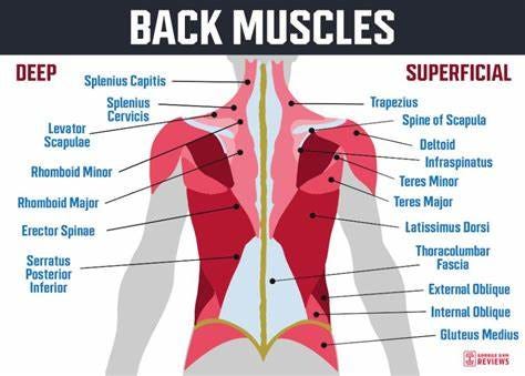 The Spine and How It Works | Chiropractor In Calumet City, IL | ES3 ...