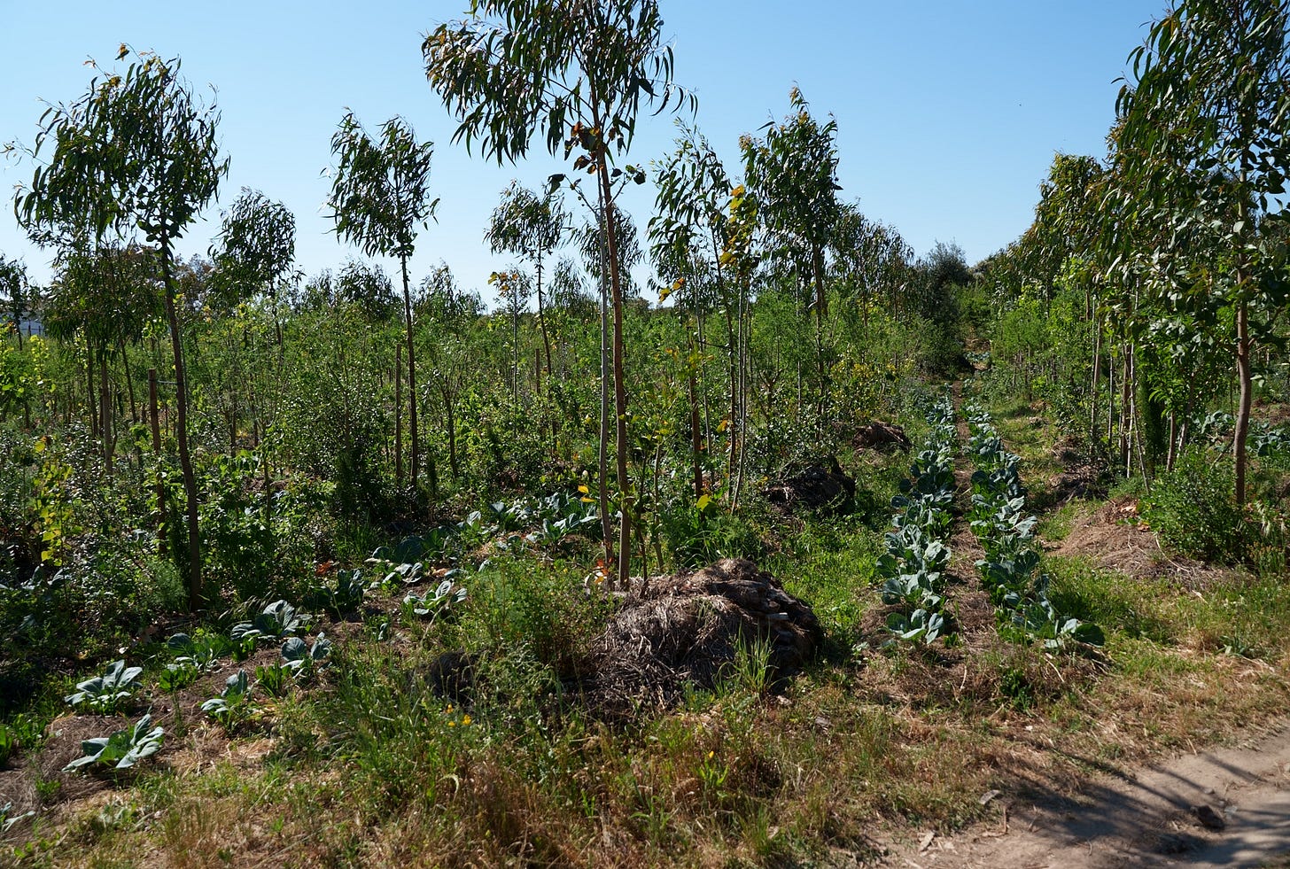 QUINTA DAS ABELHAS - SMEA
