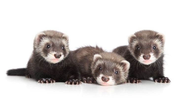 Ferrets | Veterinarian in Central Point, OR | Roxy Ann Veterinary Hospital