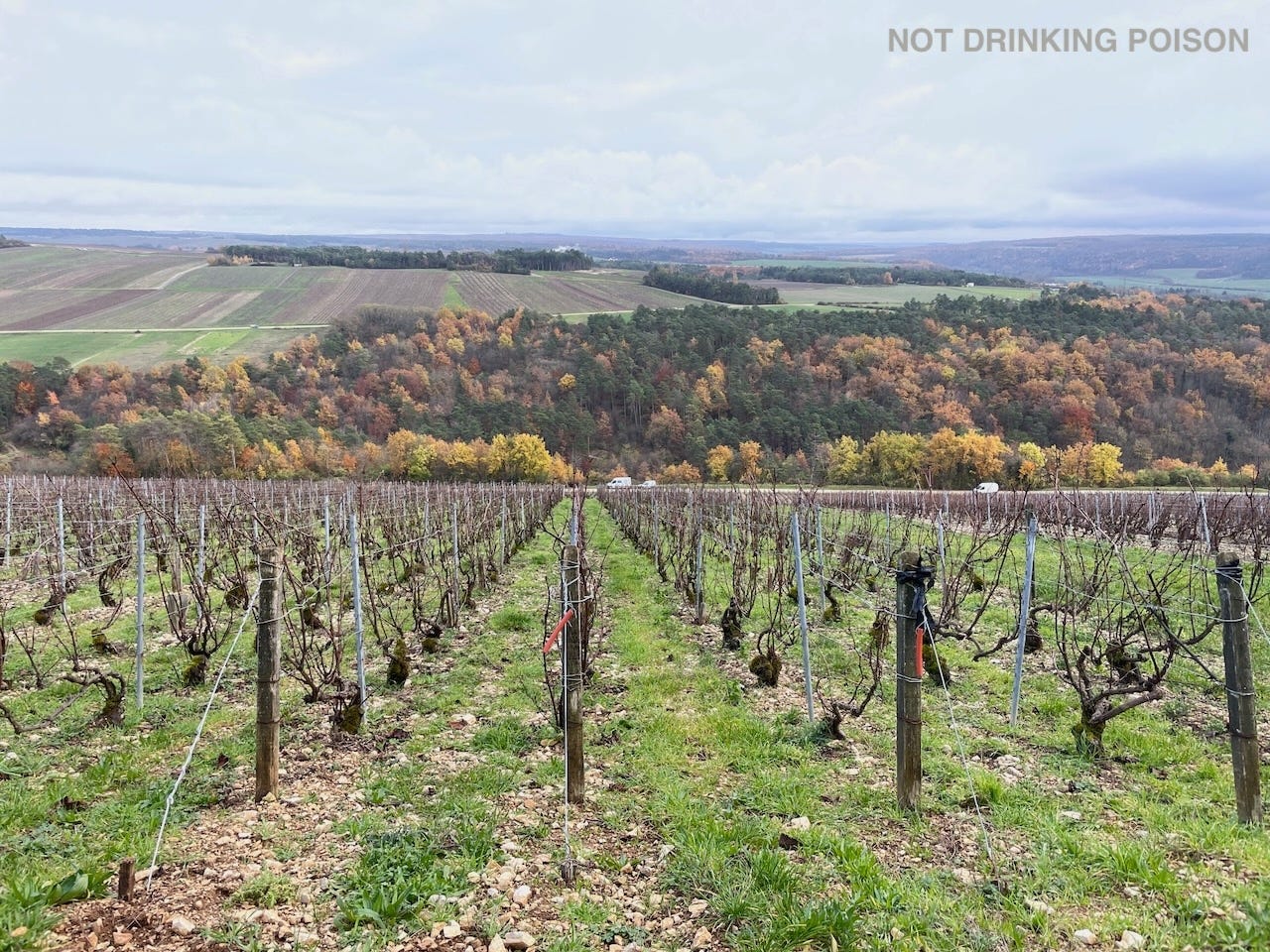 Going the Distance: Domaine de Bichery - by Aaron Ayscough