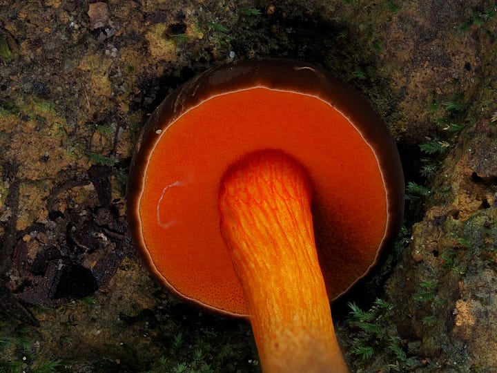 Tylopilus cervinicoccineus