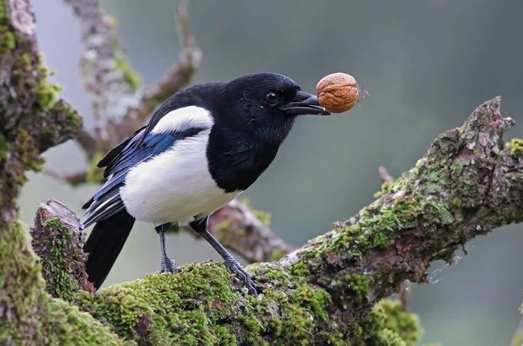 Magpie perched on mossy tree branch with nut in its beak. Magpie perched on mossy tree branch with nut in its beak.