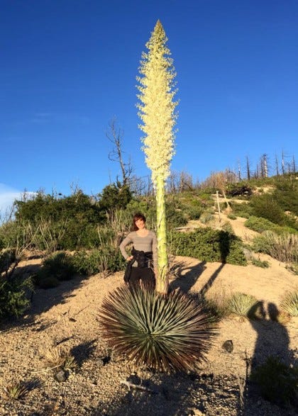 me & the yucca me & the yucca