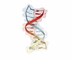 File:DNA Orbit Animated Clean.gif
