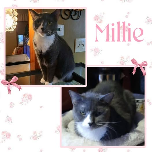 May be an image of cat and text that says 'Millie'