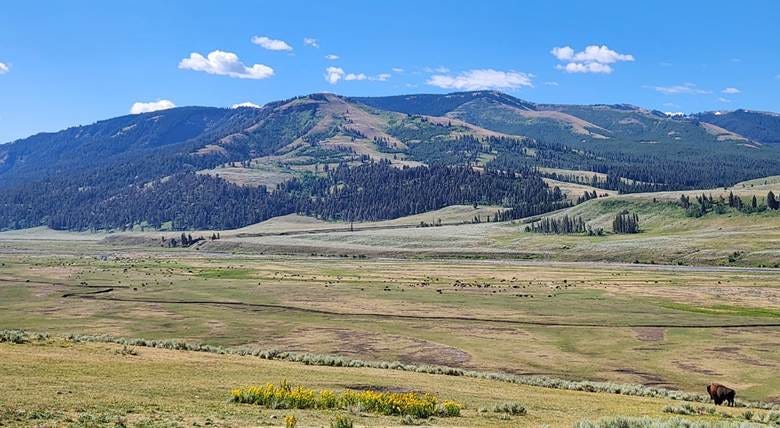 A large grassy field with trees and mountains in the background
AI-generated content may be incorrect. A large grassy field with trees and mountains in the background
AI-generated content may be incorrect.