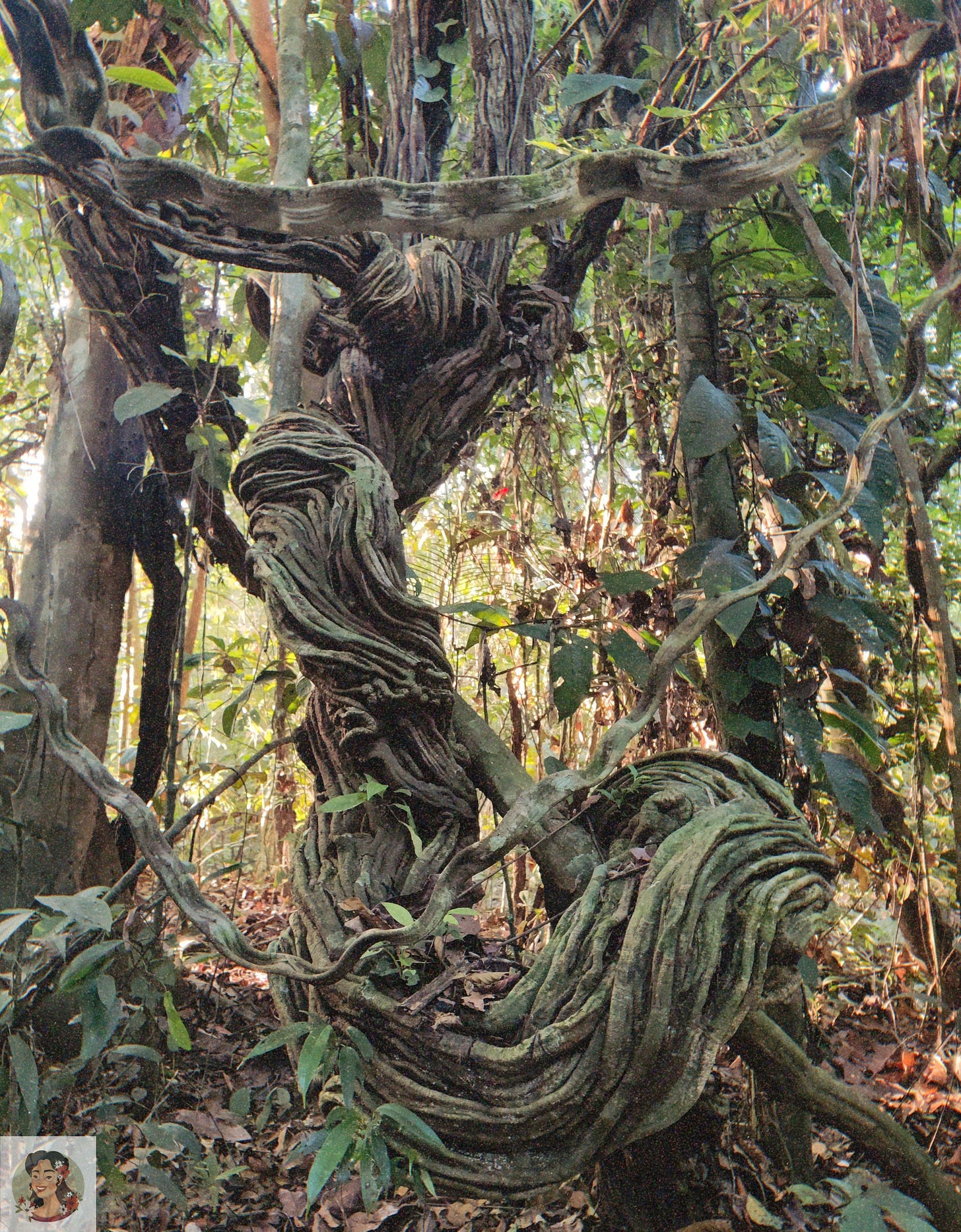 Gnarled and twisted tree in the early morning sunlight.