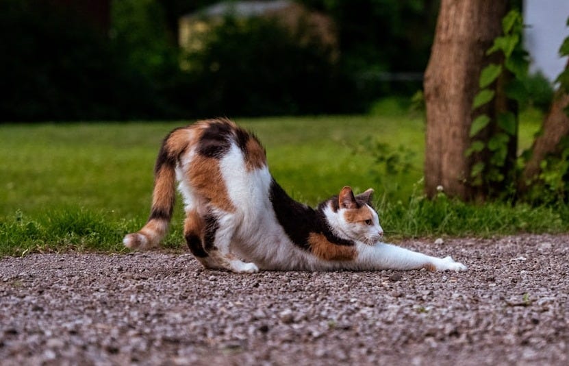 a cat lying on the ground