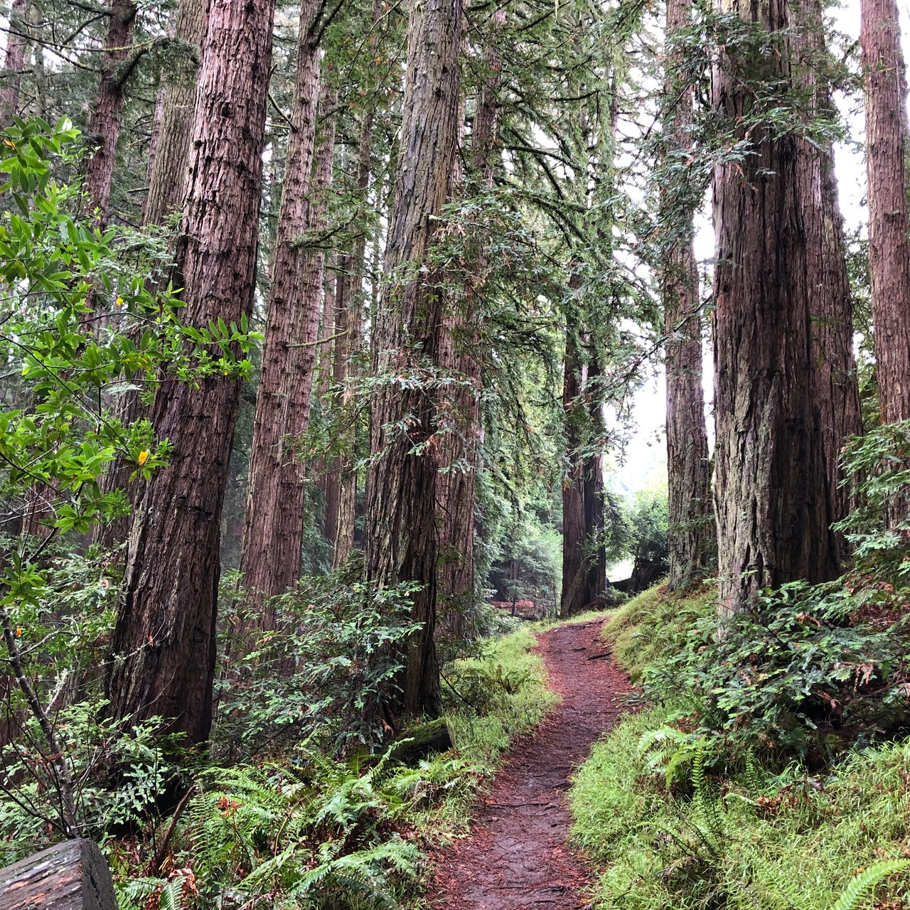 Apprenticing the Numinous 