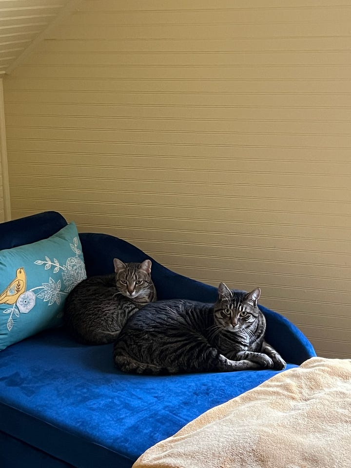 Top right: OC and Bean getting acquainted, OC in a cat tree and Bean stretching up to say hi. Top right: Melora Fern on a couch reading to Olive and Bean. Bottom right: Bean and Olive snuggling on a blue couch. Bottom left: Olive sitting on the edge of a chair looking at the camera