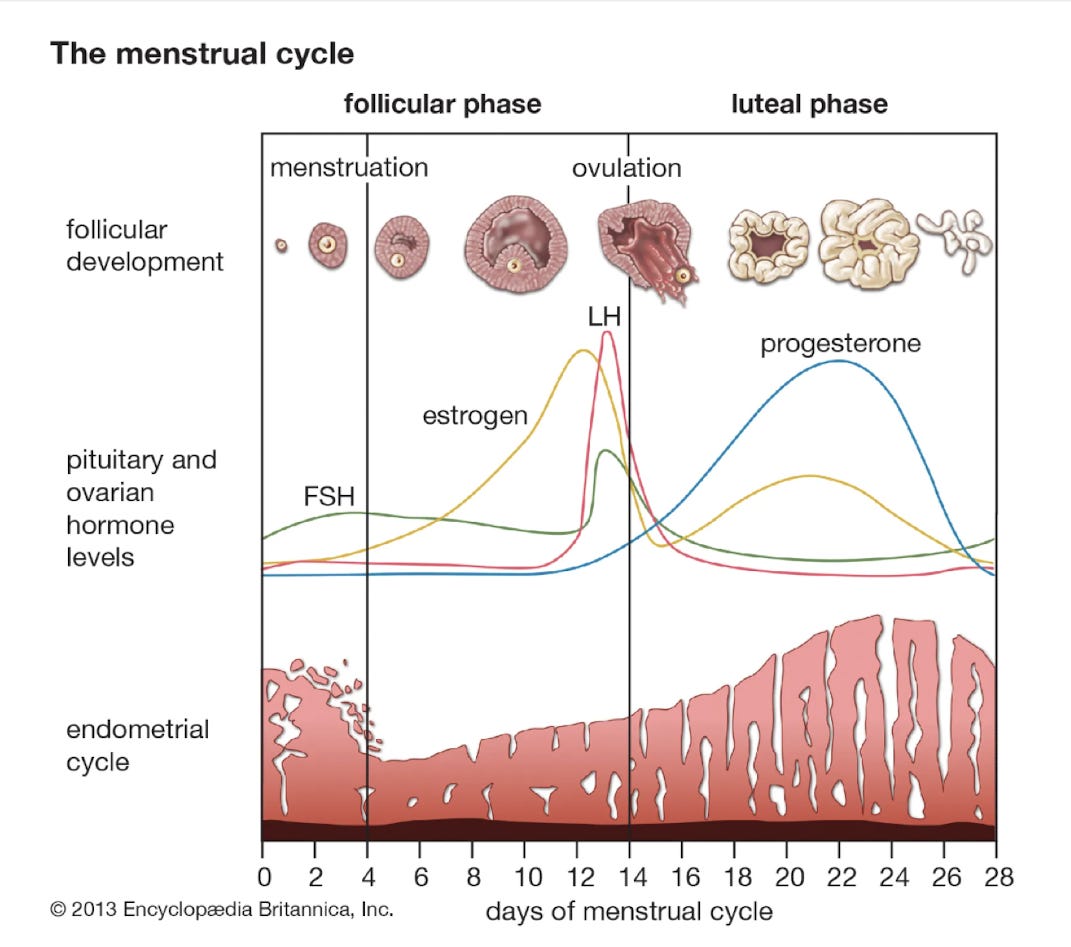 The Menstrual Cycle in Three Systems: Endocrine, Ovarian, Endometrial