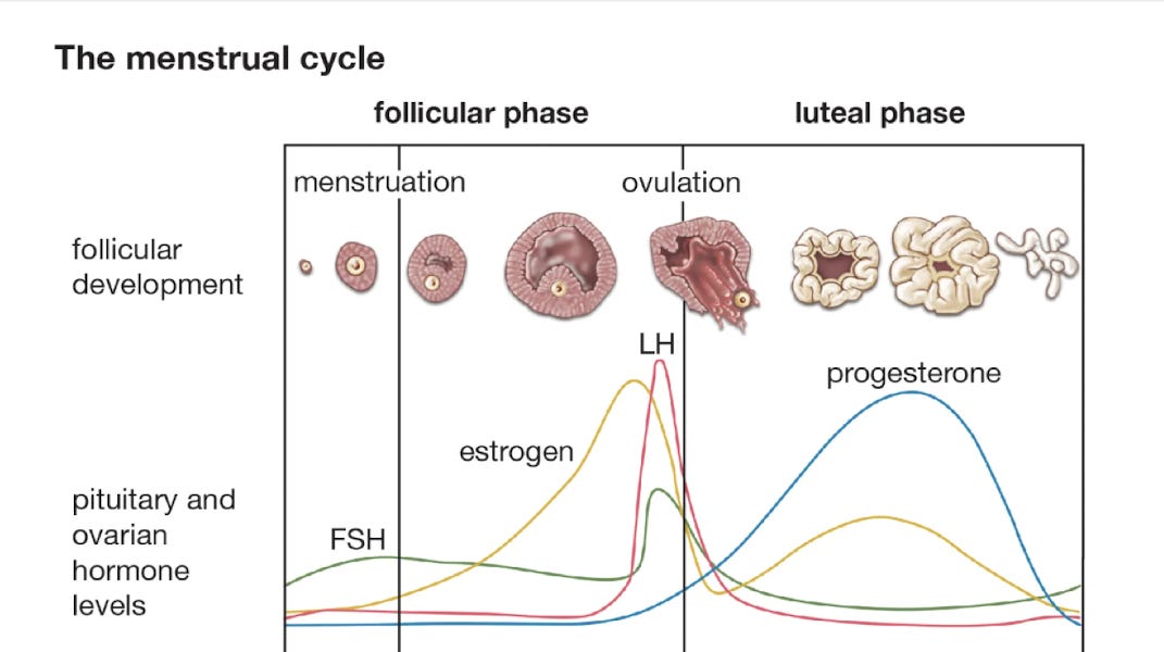 The Menstrual Cycle In Three Systems Endocrine Ovarian Endometrial The Menstrual Cycle In Three Systems Endocrine Ovarian Endometrial