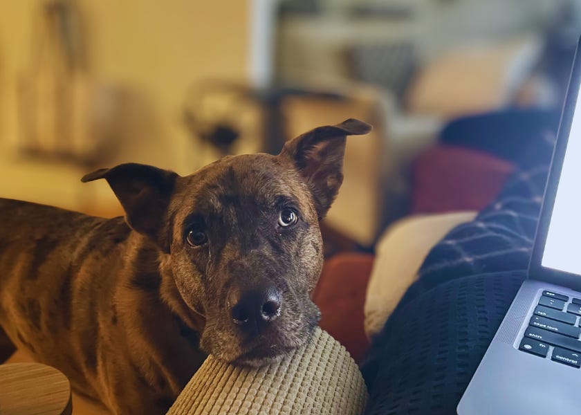 A picture of my dog staring at me while I work.