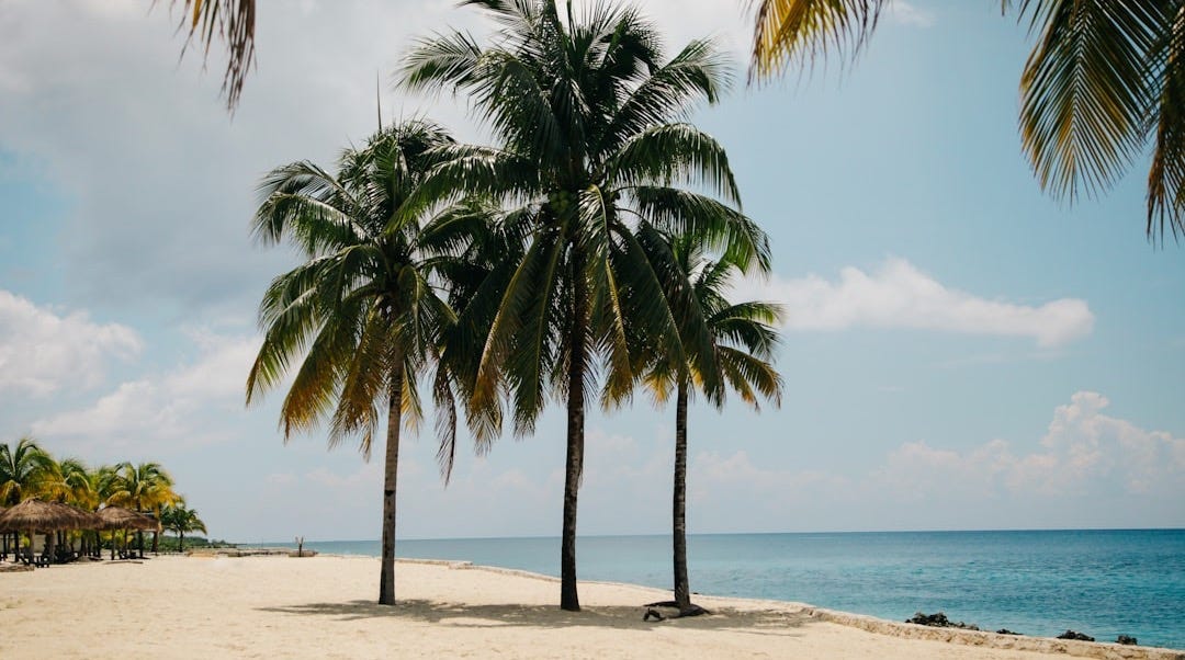three coconut trees on brown sand near body of water during daytime three coconut trees on brown sand near body of water during daytime