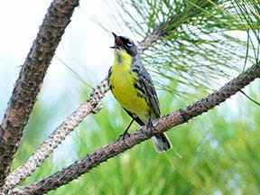 KirtlandsWarbler28