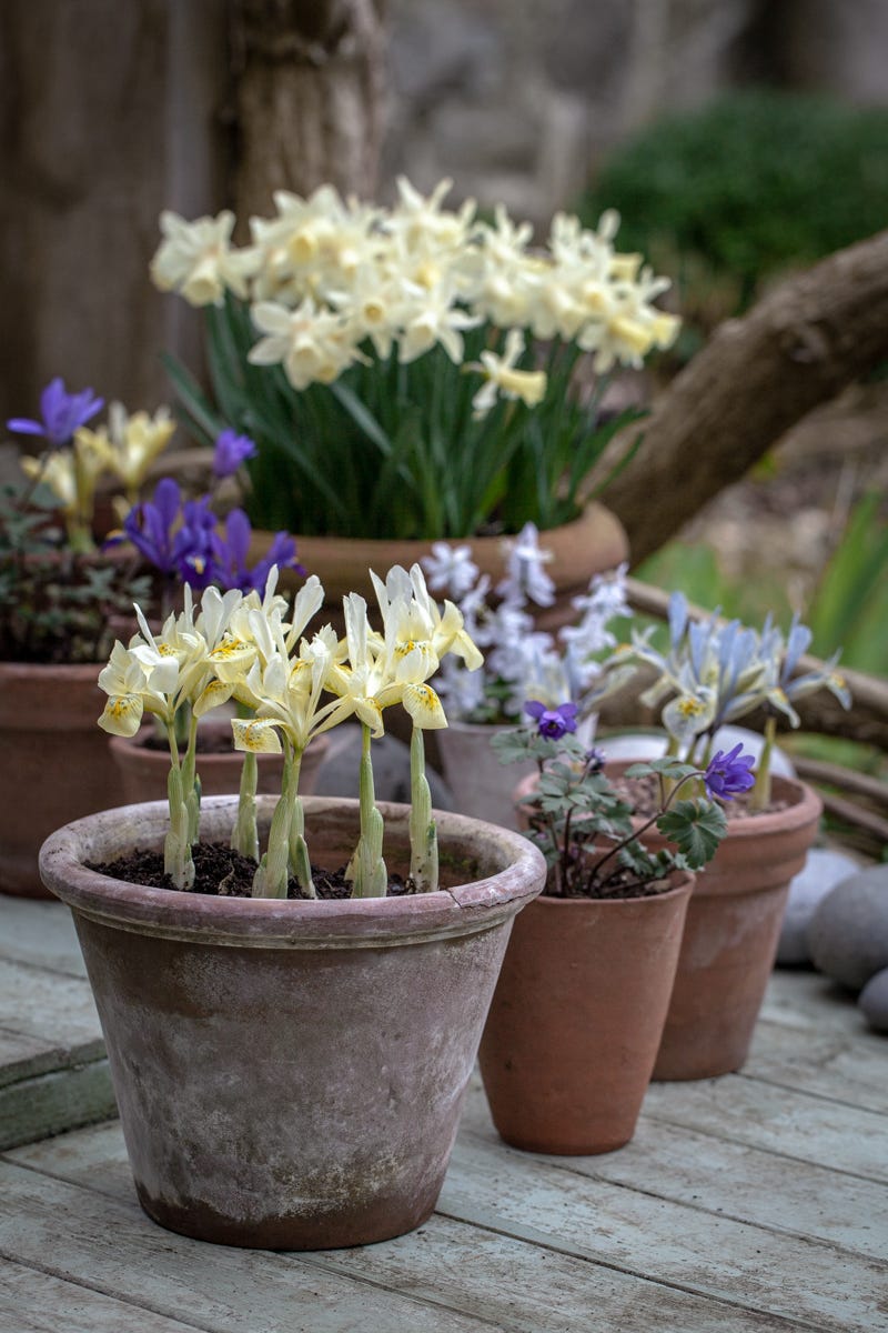 Unusual bulbs to plant now for beautiful spring displays
