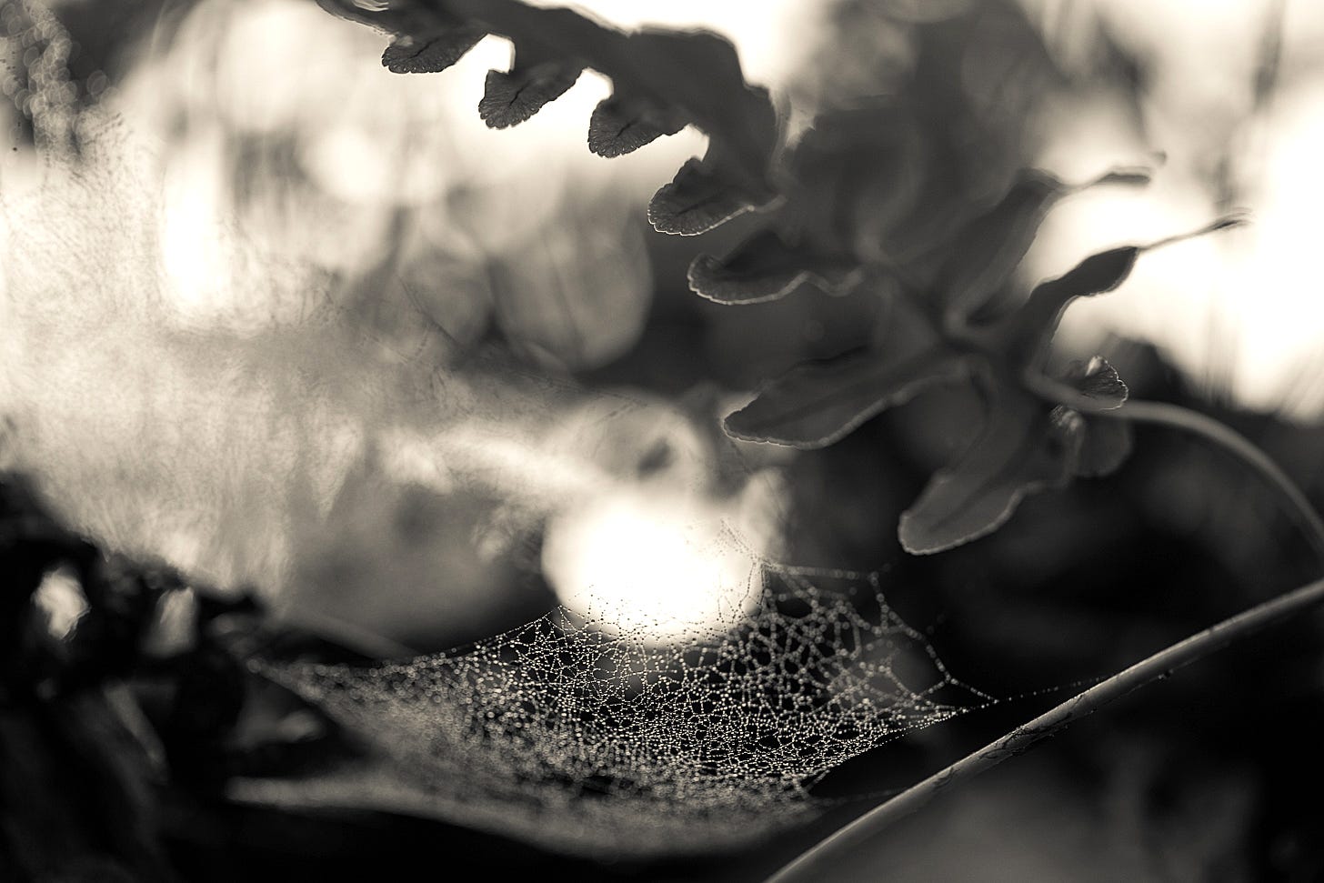 A black and white close-up of a polypody fern frond arching over a glistening, dew-covered spider web, with a soft orb of light glowing through the mist in the background. A black and white close-up of a polypody fern frond arching over a glistening, dew-covered spider web, with a soft orb of light glowing through the mist in the background.